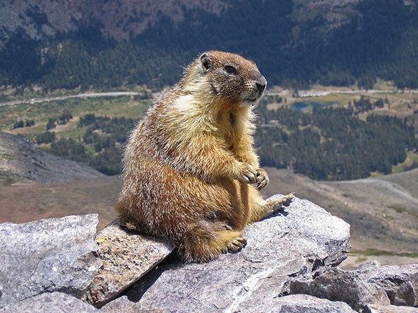 Animals like Groundhogs: Discover Similar Species and Their Fascinating ...